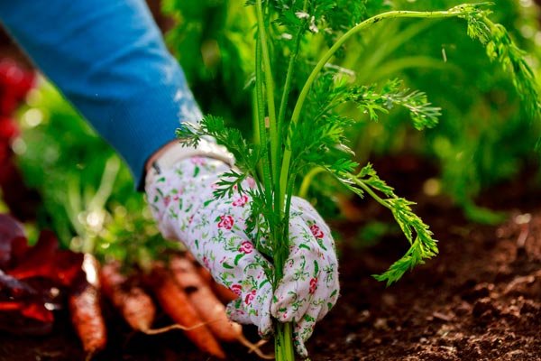 Effective Living Ingredients: How Your Personal Experiences Must Translates Into Your Corporate Influence