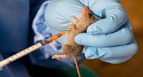 NCDC confirms 16 new cases of Lassa Fever in five states