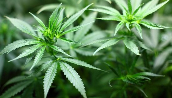 Marijuana improves fertility in men, beats colorectal cancer, chronic pain